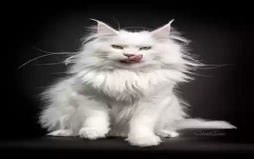 Maine Coon Cat Wallpaper from Chrome web store to be run with OffiDocs Chromium online Maine Coon Cat Wallpaper from Chrome web store to be run with OffiDocs Chromium online
