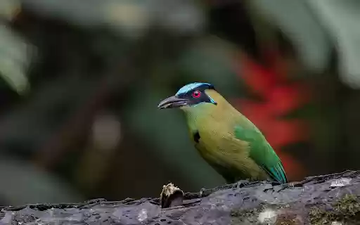 Moss colored bird with red eyes from Chrome web store to be run with OffiDocs Chromium online Moss colored bird with red eyes from Chrome web store to be run with OffiDocs Chromium online