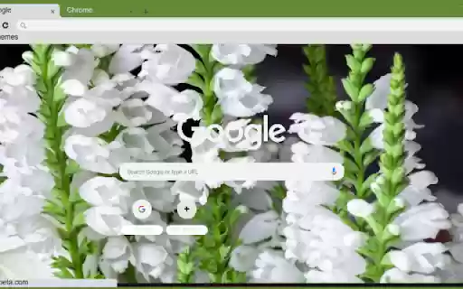 Obedient Plant White from Chrome web store to be run with OffiDocs Chromium online Obedient Plant White from Chrome web store to be run with OffiDocs Chromium online