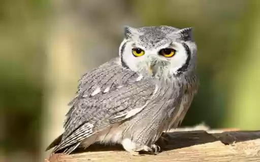 owl wallpaper from Chrome web store to be run with OffiDocs Chromium online owl wallpaper from Chrome web store to be run with OffiDocs Chromium online