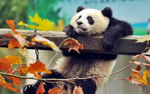 Panda Relaxing in Autumn from Chrome web store to be run with OffiDocs Chromium online Panda Relaxing in Autumn from Chrome web store to be run with OffiDocs Chromium online