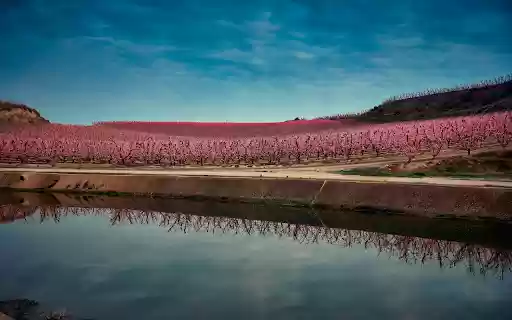 Peach garden blooming from Chrome web store to be run with OffiDocs Chromium online Peach garden blooming from Chrome web store to be run with OffiDocs Chromium online