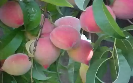 Peach wallpaper from Chrome web store to be run with OffiDocs Chromium online Peach wallpaper from Chrome web store to be run with OffiDocs Chromium online
