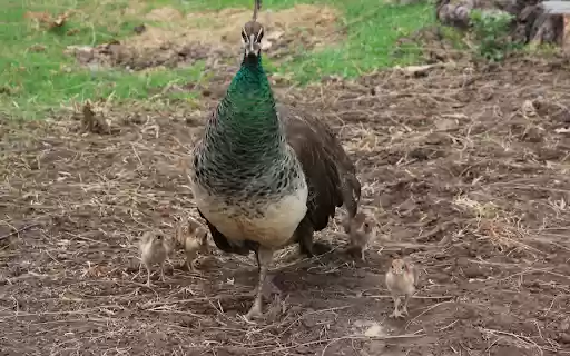Peacock Flock from Chrome web store to be run with OffiDocs Chromium online Peacock Flock from Chrome web store to be run with OffiDocs Chromium online