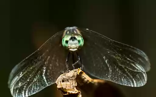 Pearl eyed dragonfly from Chrome web store to be run with OffiDocs Chromium online Pearl eyed dragonfly from Chrome web store to be run with OffiDocs Chromium online