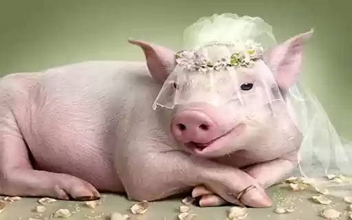 pig wallpaper from Chrome web store to be run with OffiDocs Chromium online pig wallpaper from Chrome web store to be run with OffiDocs Chromium online