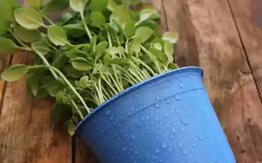Plant nursery pots from Chrome web store to be run with OffiDocs Chromium online Plant nursery pots from Chrome web store to be run with OffiDocs Chromium online