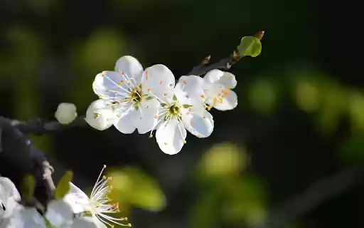 Plum blossom branch from Chrome web store to be run with OffiDocs Chromium online Plum blossom branch from Chrome web store to be run with OffiDocs Chromium online