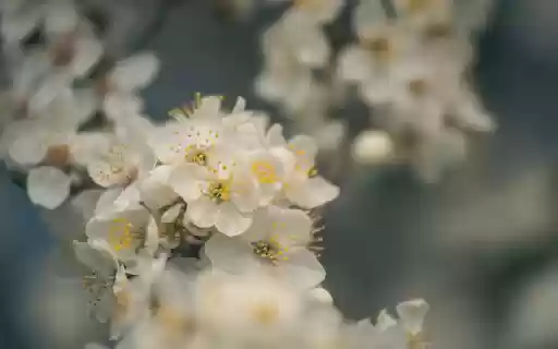 Plum blossoms bloom from Chrome web store to be run with OffiDocs Chromium online Plum blossoms bloom from Chrome web store to be run with OffiDocs Chromium online
