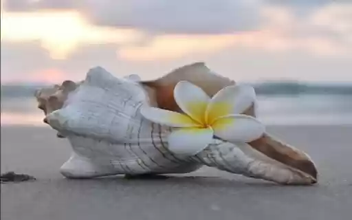 Plumeria and seashell wallpaper from Chrome web store to be run with OffiDocs Chromium online Plumeria and seashell wallpaper from Chrome web store to be run with OffiDocs Chromium online