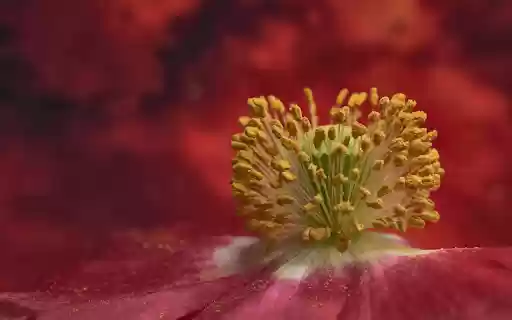 Pollen bunches from Chrome web store to be run with OffiDocs Chromium online Pollen bunches from Chrome web store to be run with OffiDocs Chromium online