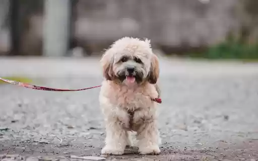 Portrait of Lhassa Apso Dog on Street from Chrome web store to be run with OffiDocs Chromium online Portrait of Lhassa Apso Dog on Street from Chrome web store to be run with OffiDocs Chromium online