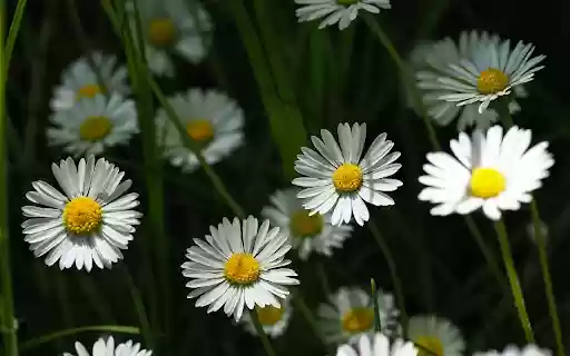 Pretty little white daisies from Chrome web store to be run with OffiDocs Chromium online Pretty little white daisies from Chrome web store to be run with OffiDocs Chromium online