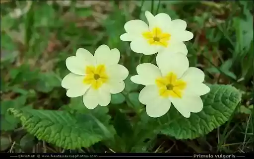 Primroses wallpapers from Chrome web store to be run with OffiDocs Chromium online Primroses wallpapers from Chrome web store to be run with OffiDocs Chromium online