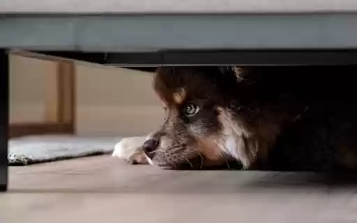 Puppy Hideaway from Chrome web store to be run with OffiDocs Chromium online Puppy Hideaway from Chrome web store to be run with OffiDocs Chromium online
