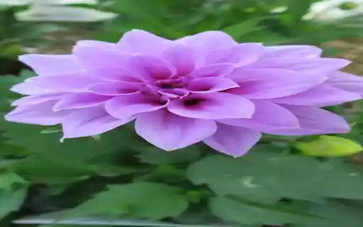 Purple Dahlia Wallpaper from Chrome web store to be run with OffiDocs Chromium online Purple Dahlia Wallpaper from Chrome web store to be run with OffiDocs Chromium online
