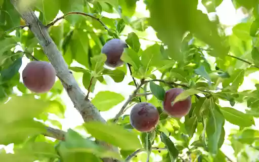 Purple plum tree from Chrome web store to be run with OffiDocs Chromium online Purple plum tree from Chrome web store to be run with OffiDocs Chromium online