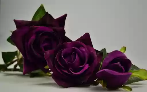 Purple velvet roses from Chrome web store to be run with OffiDocs Chromium online Purple velvet roses from Chrome web store to be run with OffiDocs Chromium online