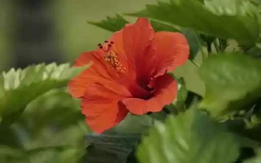 Red Flowers and Green Leaves from Chrome web store to be run with OffiDocs Chromium online Red Flowers and Green Leaves from Chrome web store to be run with OffiDocs Chromium online