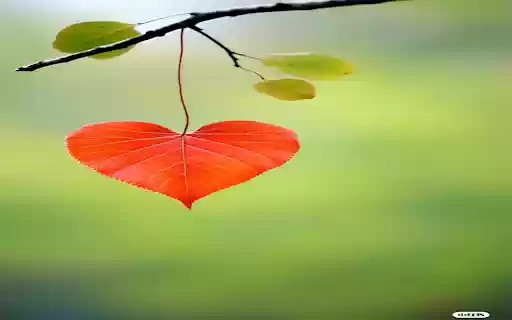 Red leaves and hearts wallpaper from Chrome web store to be run with OffiDocs Chromium online Red leaves and hearts wallpaper from Chrome web store to be run with OffiDocs Chromium online