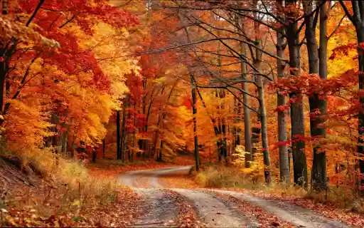 red leaves in autumn forest from Chrome web store to be run with OffiDocs Chromium online red leaves in autumn forest from Chrome web store to be run with OffiDocs Chromium online