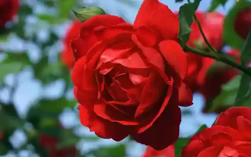 Red roses from Chrome web store to be run with OffiDocs Chromium online Red roses from Chrome web store to be run with OffiDocs Chromium online