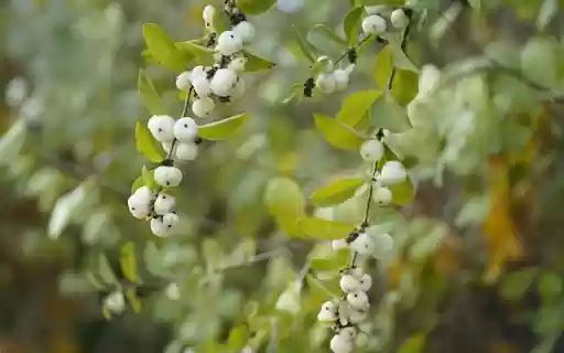 ripe white fruit from Chrome web store to be run with OffiDocs Chromium online ripe white fruit from Chrome web store to be run with OffiDocs Chromium online