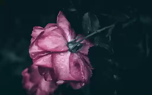 Rose bathed in the night rain from Chrome web store to be run with OffiDocs Chromium online Rose bathed in the night rain from Chrome web store to be run with OffiDocs Chromium online