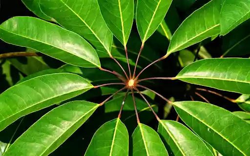 Round foliage from Chrome web store to be run with OffiDocs Chromium online Round foliage from Chrome web store to be run with OffiDocs Chromium online