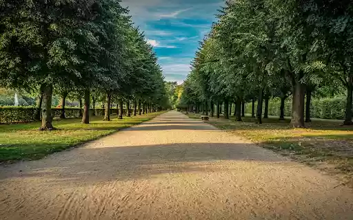Rows of green trees from Chrome web store to be run with OffiDocs Chromium online Rows of green trees from Chrome web store to be run with OffiDocs Chromium online