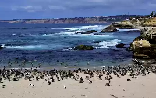 Seabirds from Chrome web store to be run with OffiDocs Chromium online Seabirds from Chrome web store to be run with OffiDocs Chromium online