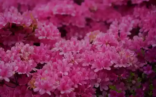 Sea of pink flowers from Chrome web store to be run with OffiDocs Chromium online Sea of pink flowers from Chrome web store to be run with OffiDocs Chromium online