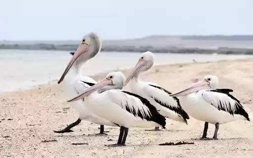 Sea Pelicans from Chrome web store to be run with OffiDocs Chromium online Sea Pelicans from Chrome web store to be run with OffiDocs Chromium online