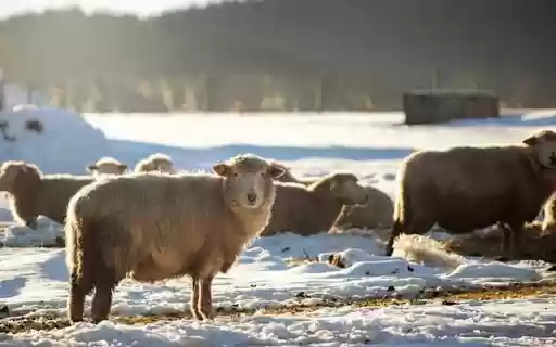SHEEP Theme from Chrome web store to be run with OffiDocs Chromium online SHEEP Theme from Chrome web store to be run with OffiDocs Chromium online