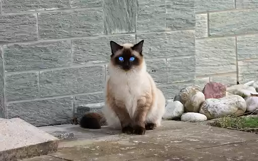 Siamese cat with jade eyes from Chrome web store to be run with OffiDocs Chromium online Siamese cat with jade eyes from Chrome web store to be run with OffiDocs Chromium online
