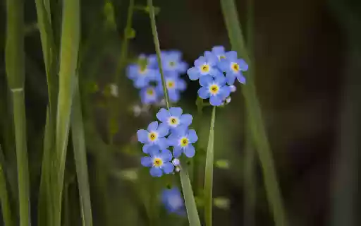 Small Five Petal Flower from Chrome web store to be run with OffiDocs Chromium online Small Five Petal Flower from Chrome web store to be run with OffiDocs Chromium online