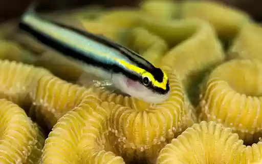 Small yellow fish with black stripes from Chrome web store to be run with OffiDocs Chromium online Small yellow fish with black stripes from Chrome web store to be run with OffiDocs Chromium online
