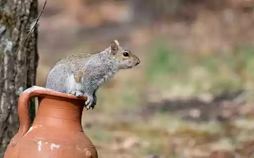Squirrel in the Jar from Chrome web store to be run with OffiDocs Chromium online Squirrel in the Jar from Chrome web store to be run with OffiDocs Chromium online