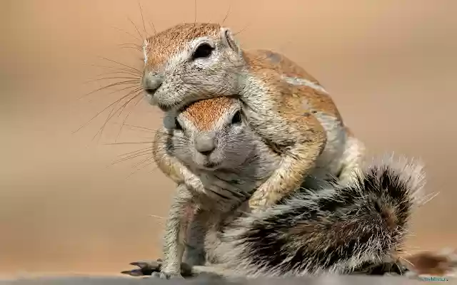 Squirrels from Chrome web store to be run with OffiDocs Chromium online Squirrels from Chrome web store to be run with OffiDocs Chromium online