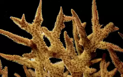 Staghorn coral bushes from Chrome web store to be run with OffiDocs Chromium online Staghorn coral bushes from Chrome web store to be run with OffiDocs Chromium online