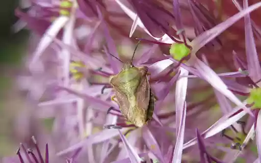 Stink bugs and fragrant flowers from Chrome web store to be run with OffiDocs Chromium online Stink bugs and fragrant flowers from Chrome web store to be run with OffiDocs Chromium online
