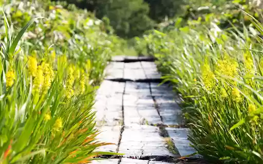 Sunny road and flowery grass from Chrome web store to be run with OffiDocs Chromium online Sunny road and flowery grass from Chrome web store to be run with OffiDocs Chromium online