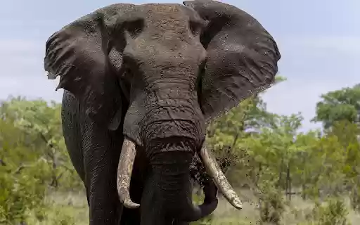 The elephant and the quagmire from Chrome web store to be run with OffiDocs Chromium online The elephant and the quagmire from Chrome web store to be run with OffiDocs Chromium online