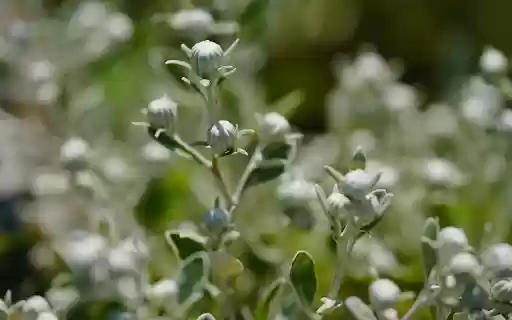 The flower buds are round from Chrome web store to be run with OffiDocs Chromium online The flower buds are round from Chrome web store to be run with OffiDocs Chromium online