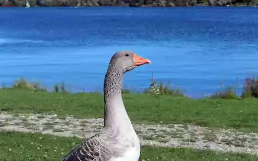 The Goose and the Blue Lake from Chrome web store to be run with OffiDocs Chromium online The Goose and the Blue Lake from Chrome web store to be run with OffiDocs Chromium online