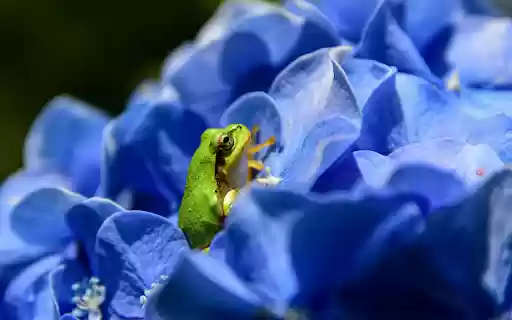 The green frog hides in the flower from Chrome web store to be run with OffiDocs Chromium online The green frog hides in the flower from Chrome web store to be run with OffiDocs Chromium online