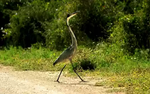 The Heron and the Long Neck from Chrome web store to be run with OffiDocs Chromium online The Heron and the Long Neck from Chrome web store to be run with OffiDocs Chromium online