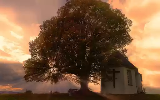 The house under the tree from Chrome web store to be run with OffiDocs Chromium online The house under the tree from Chrome web store to be run with OffiDocs Chromium online