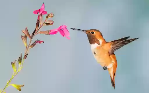 The hummingbird bird from Chrome web store to be run with OffiDocs Chromium online The hummingbird bird from Chrome web store to be run with OffiDocs Chromium online