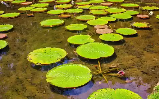 The lake is dry from Chrome web store to be run with OffiDocs Chromium online The lake is dry from Chrome web store to be run with OffiDocs Chromium online